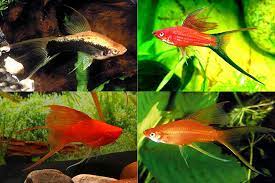 PTL69650L_XIPHOPHORUS HELLERI MIX LYRETAIL